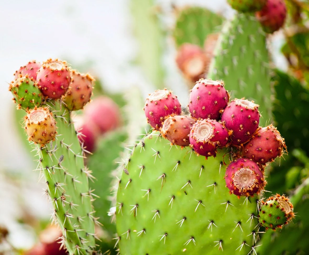 Organic Prickly Pear Powder