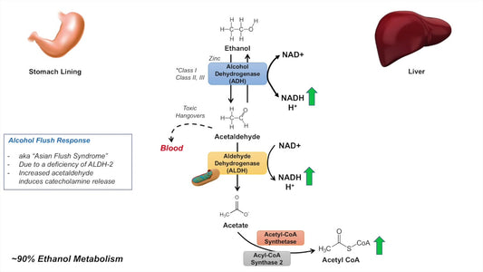 Acetaldehyde: The Toxin That Sabotages Your Day After Drinking